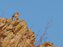 Thumbnail: Meadow Buntings hold territory on the rocky slopes...