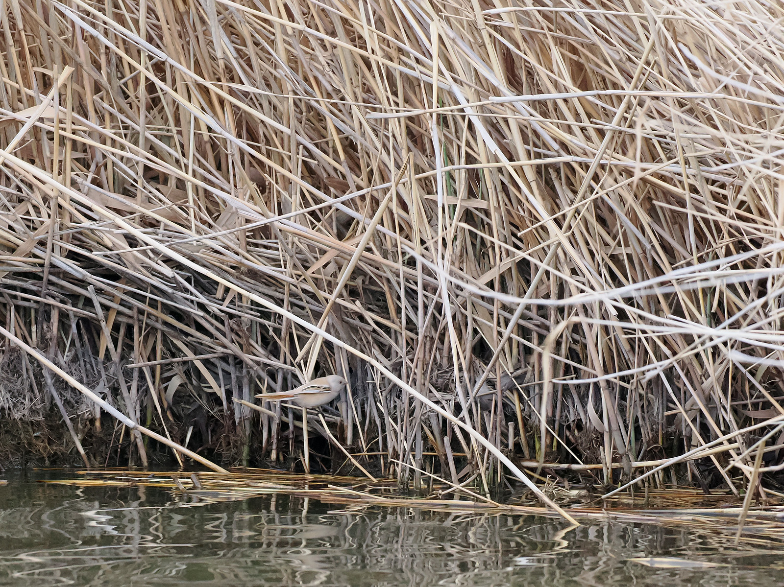 while Bearded Tit is also present in these reeds.