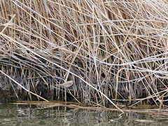 Thumbnail: while Bearded Tit is also present in these reeds.