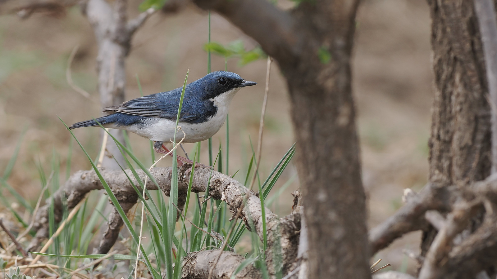 ...Siberian Blue Robin...