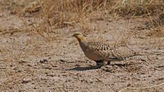 Thumbnail: Pallas's Sandgrouse is always a crowd-pleaser, and while they are at lower density here in the east, we should see several along the way.