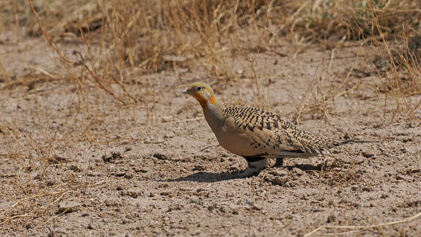 Pallas's Sandgrouse is always a crowd-pleaser, and while they are at lower density here in the east, we should see several along the way.
