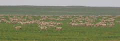 Thumbnail: ...These nomadic ungulates form one of the largest mammal migrations on Earth...