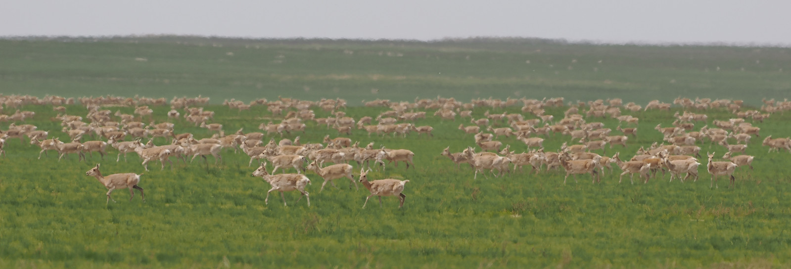 ...These nomadic ungulates form one of the largest mammal migrations on Earth...