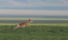Thumbnail: and Mongolian Gazelle...