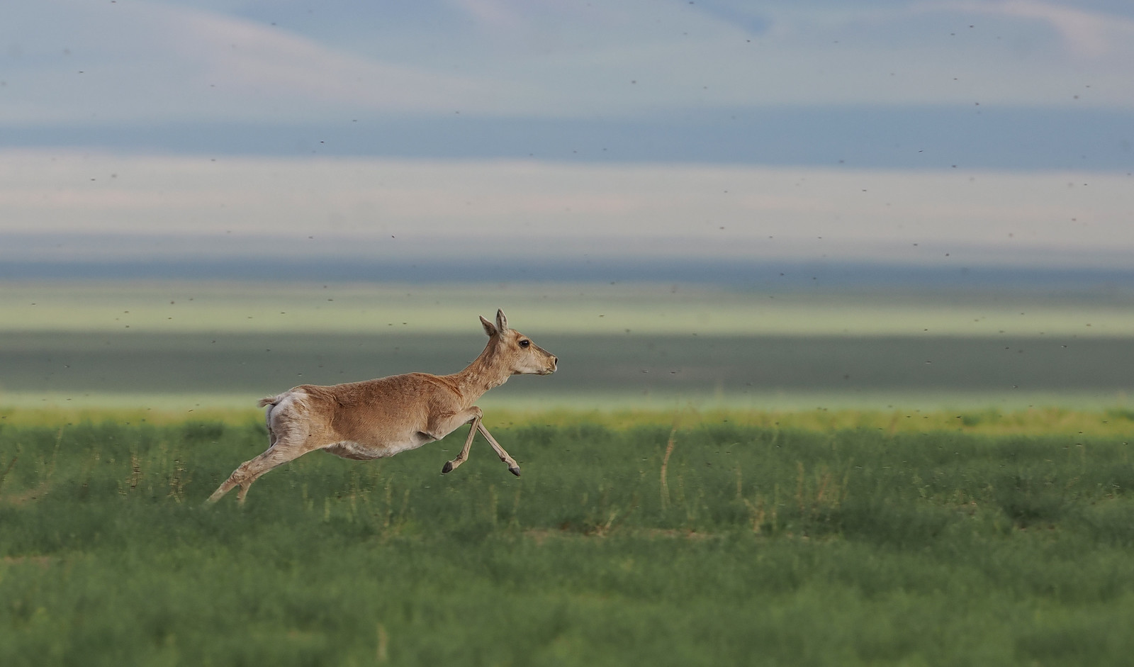 and Mongolian Gazelle...