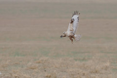 Thumbnail: ... its striking plumage is good to become familiar with. 