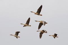 Thumbnail: and the decidedly odd-looking Swan Goose...