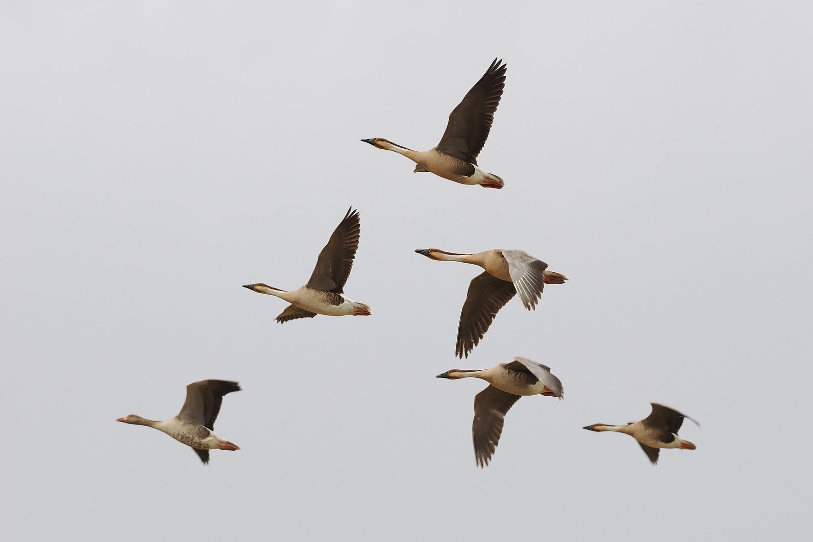 and the decidedly odd-looking Swan Goose...