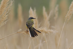 Thumbnail: ...and Eastern Yellow Wagtails..