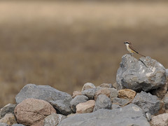 Thumbnail: Migrants can appear anywhere, as did this Brown Shrike on a pile of stones.