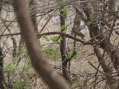 Thumbnail: Any grove of trees is worth checking for White's Thrush. 
