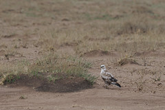 Thumbnail: Upland Buzzard will no doubt be seen on many of the pylons and hunting the tracks...