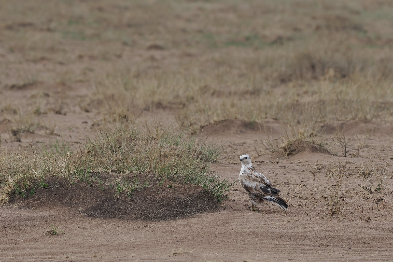 Upland Buzzard will no doubt be seen on many of the pylons and hunting the tracks...