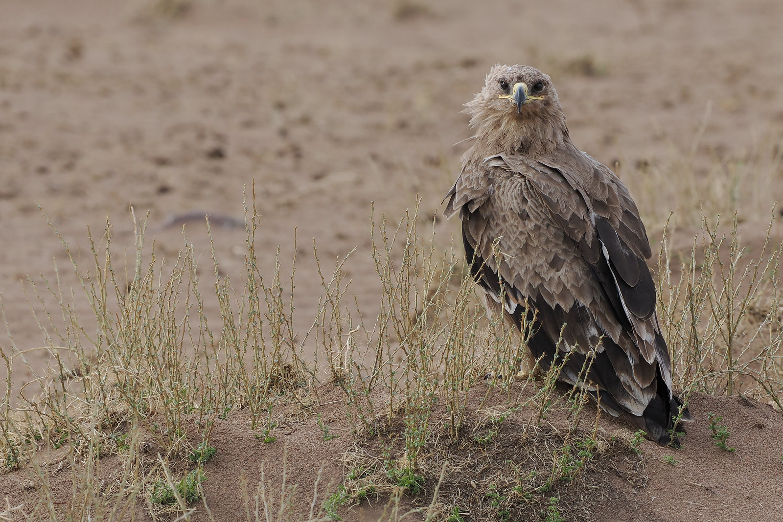 Certainly not to be confused with the mighty Steppe Eagle.