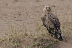 Thumbnail: Certainly not to be confused with the mighty Steppe Eagle.