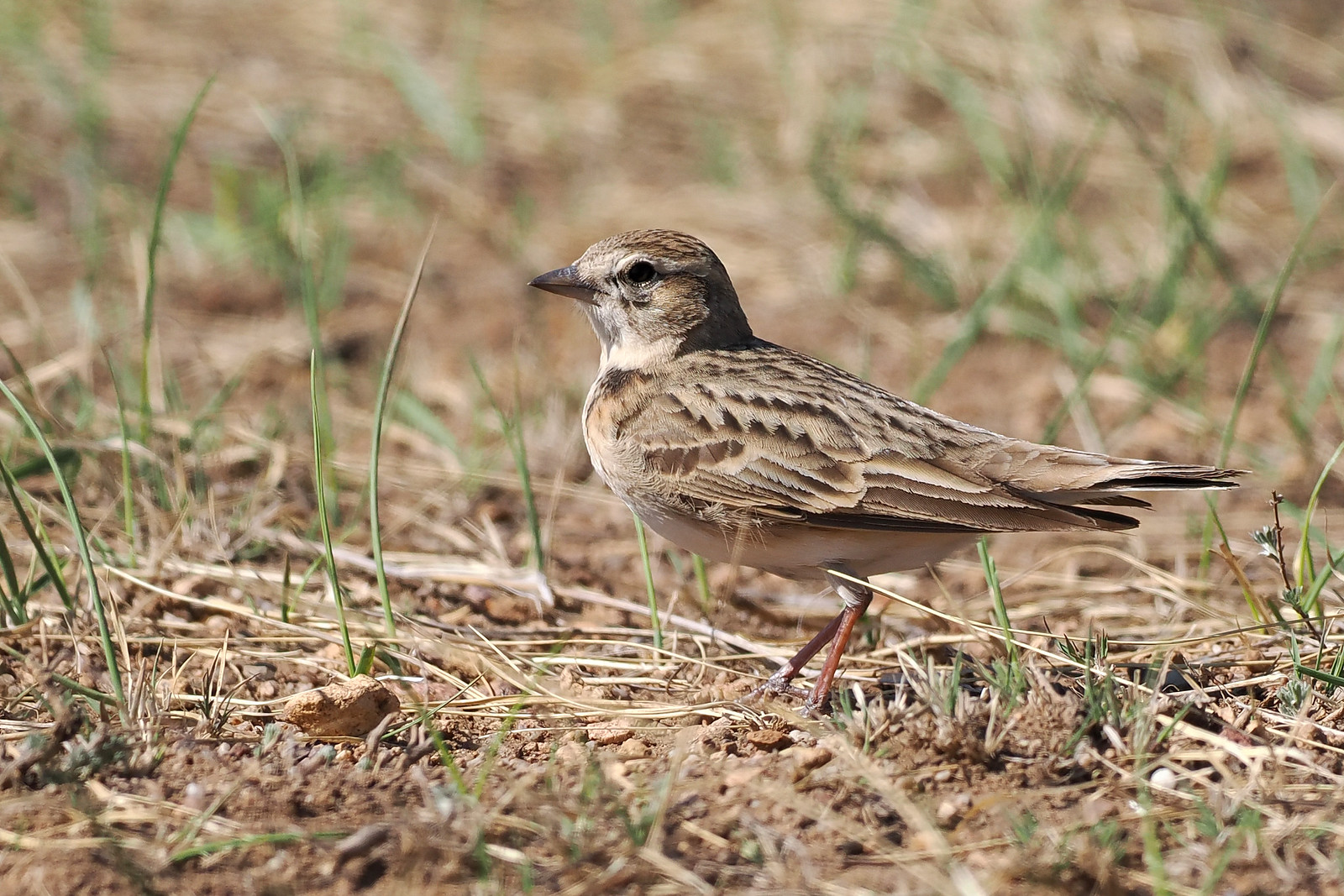 and also the slightly less showy Mongolian Short-toed Lark...