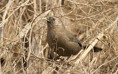 Thumbnail: The unfortunately named Plain Laughingthrush is a Chinese endemic we’d hope to see near Beijing...(PH)