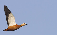 Thumbnail: Ruddy Shelduck is common there and at Poyang Hu... (PH)