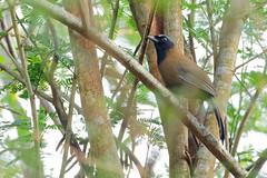 Thumbnail: The monachus subspecies of Black-throated Laughingthrush lacks the white cheeks of the other forms and is restricted to Hainan. (VW)
