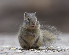 Thumbnail: ...while Pere David’s Rock Squirrels are surprisingly hardy. (PH)