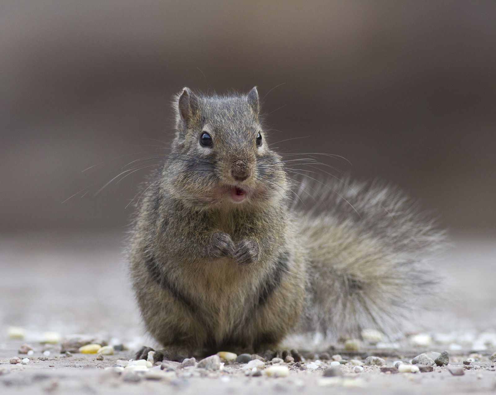 ...while Pere David’s Rock Squirrels are surprisingly hardy. (PH)
