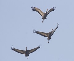 Thumbnail: White-naped is one of five species of crane we could see at Poyang...(PH)