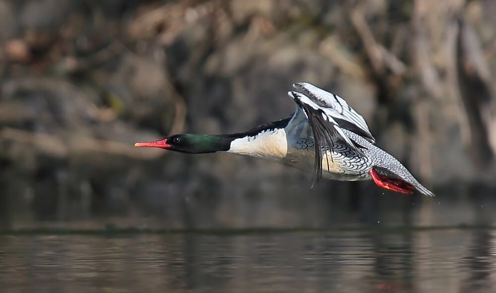 and our primary target, Scaly-sided Merganser. (ZW)