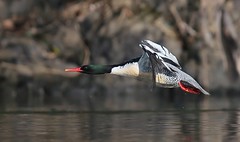 Thumbnail: and our primary target, Scaly-sided Merganser. (ZW)