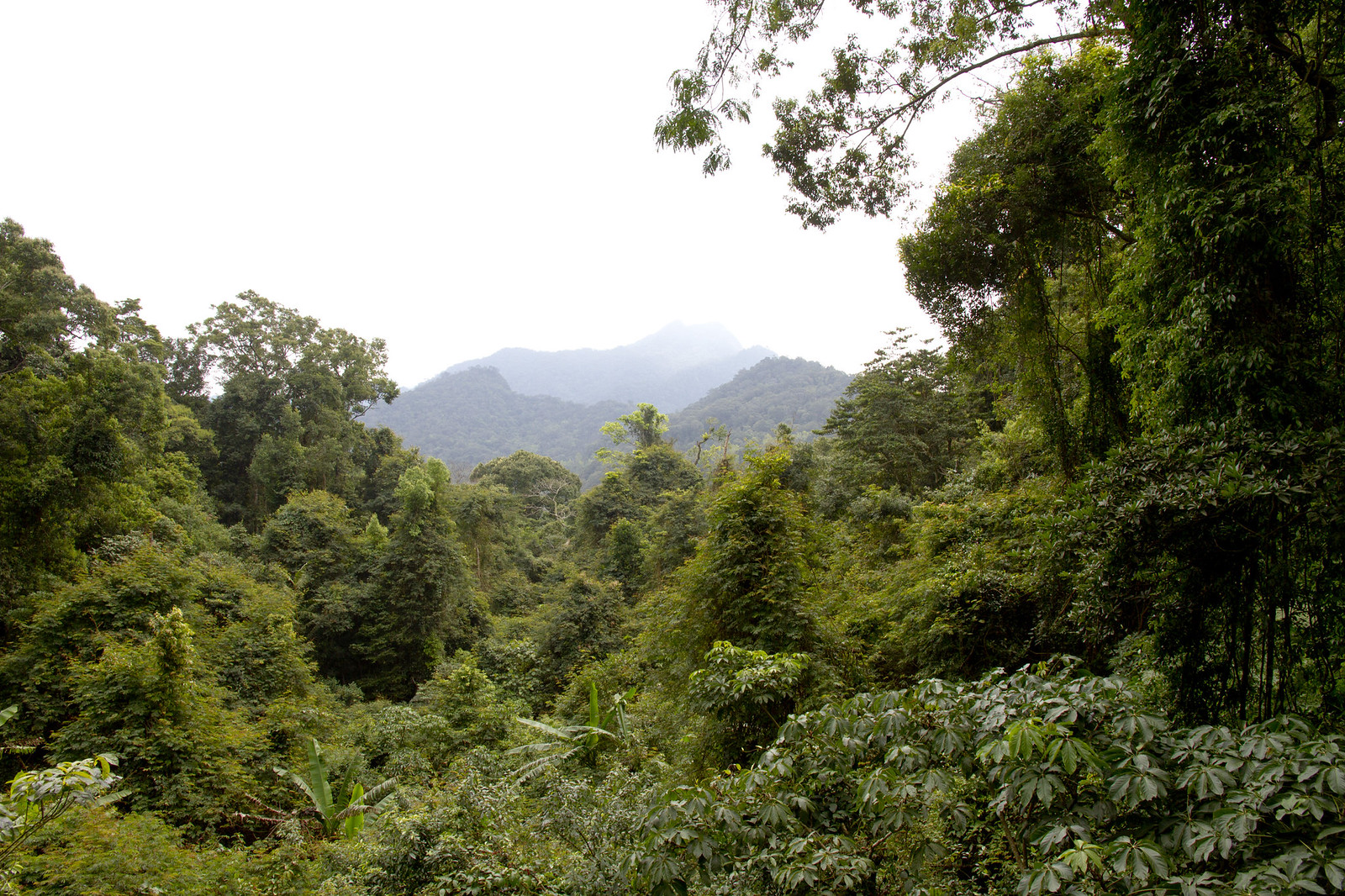 Our first site on Hainan Island will be Jianfengling, where we’ll spend three nights and parts of four days surrounded by gorgeous forest…(PH)