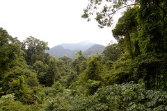 Thumbnail: Our first site on Hainan Island will be Jianfengling, where we’ll spend three nights and parts of four days surrounded by gorgeous forest…(PH)