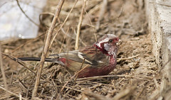 Thumbnail: ...and the recently split Chinese Long-tailed Rosefinch is another. (PH)