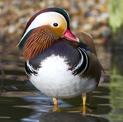 Thumbnail: ...while nearby, modest numbers of the exquisite Mandarin Duck remain year round. (PH)