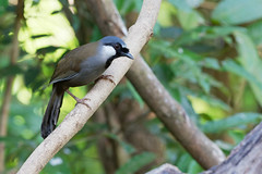 Thumbnail: ...and the chinensis form of Black-throated Laughingthrush. (VW)