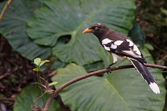 Thumbnail: ...White-winged Magpie...(VW)