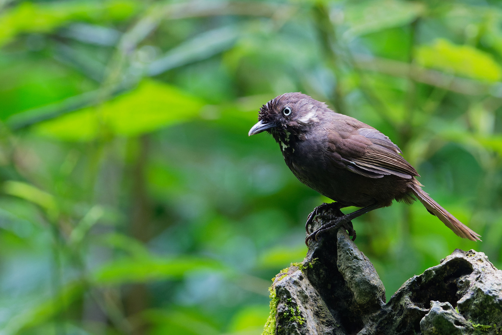 ...shifting to the home of the recently discovered Nonggang Babbler... (VW)