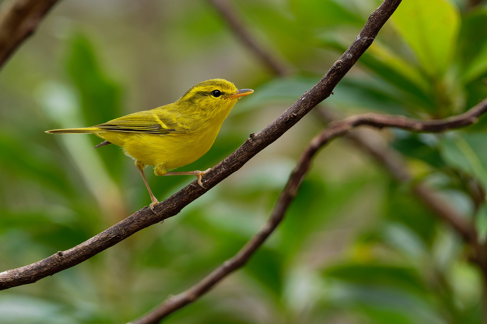 ...while Hainan Leaf Warbler’s considerably easier. (VW) 