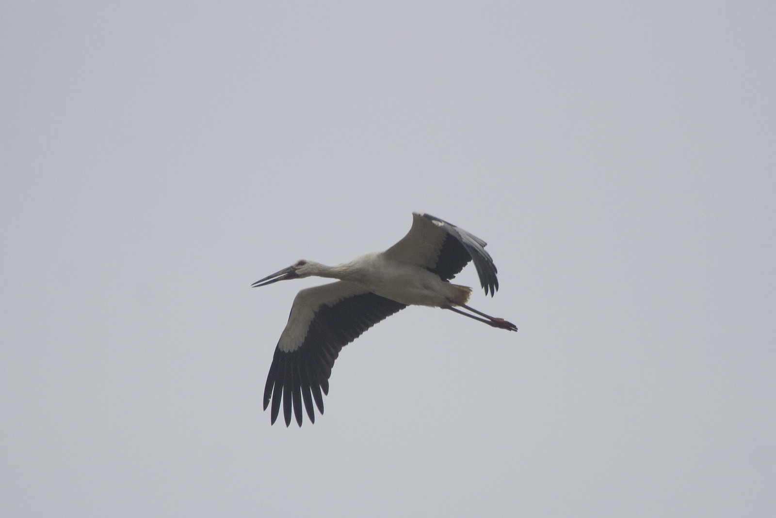 Thousands of Oriental Storks make Poyang Hu their winter home... (PH)
