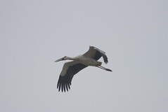 Thumbnail: Thousands of Oriental Storks make Poyang Hu their winter home... (PH)