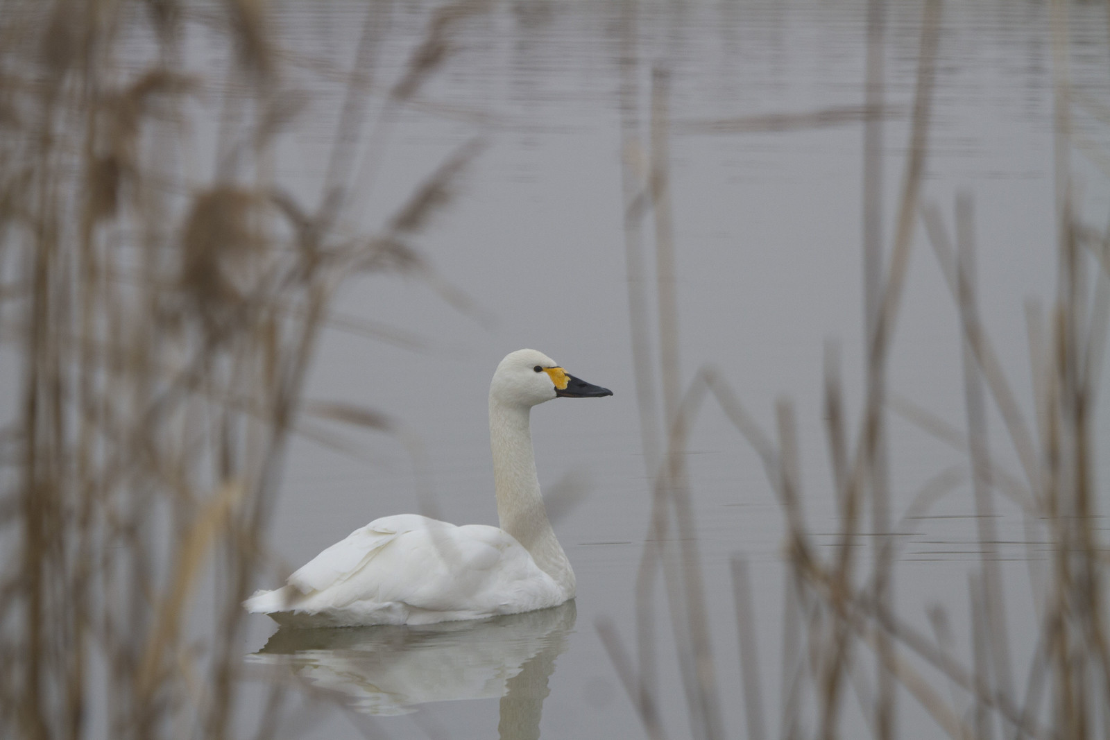 Thousands of Tundra Swans also winter at Poyang Hu...(PH)