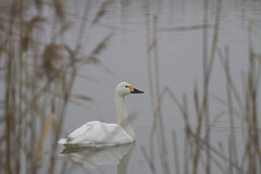Thumbnail: Thousands of Tundra Swans also winter at Poyang Hu...(PH)