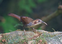 Thumbnail: ...as well as Large Scimitar Babbler...(VW)