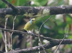 Thumbnail: Lesser Antillean Euphonia (Chlorophonia flavifrons) (Liza Weissler)