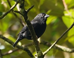 Thumbnail: St. Lucia Black Finch (male) Melanospiza richardsoni (Liza Weissler)
