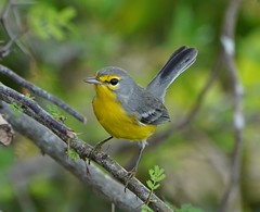 Thumbnail: Barbuda Warbler - Setophaga subita (Liza Weissler)