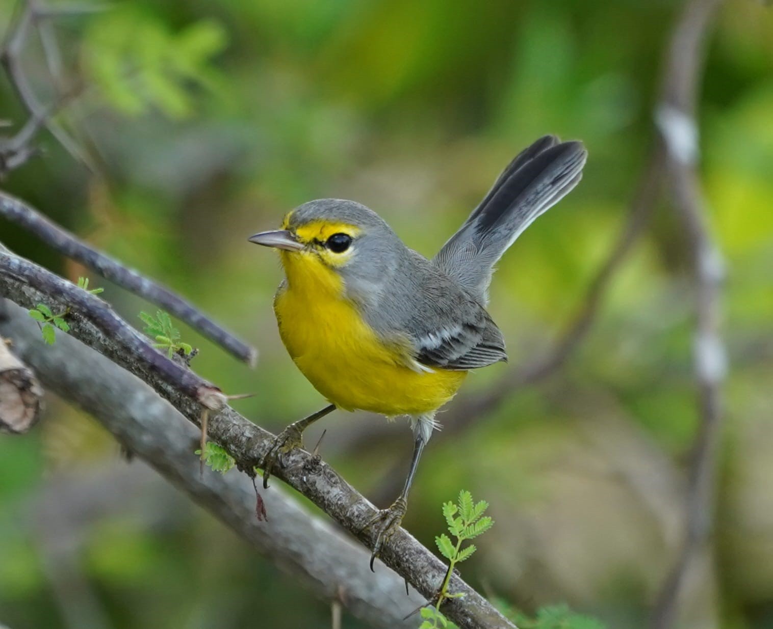 Barbuda Warbler - Setophaga subita (Liza Weissler)