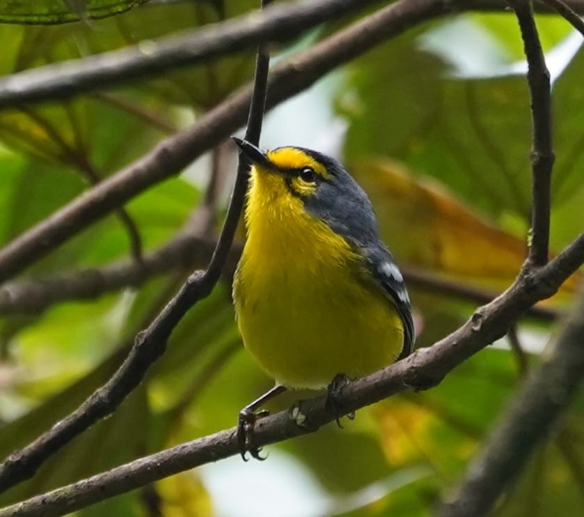 St. Lucia Warbler - Setophaga delicata (Liza Weissler)