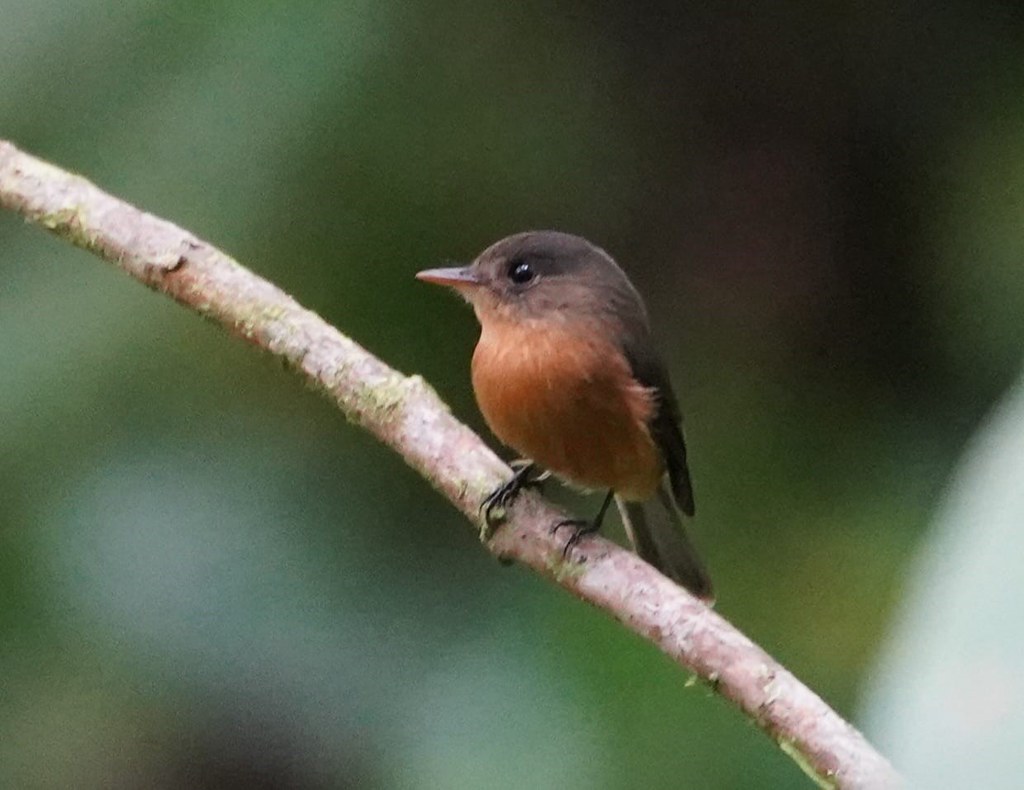 St. Lucia Pewee - Contopus latirostris latirostris (Liza Weissler)