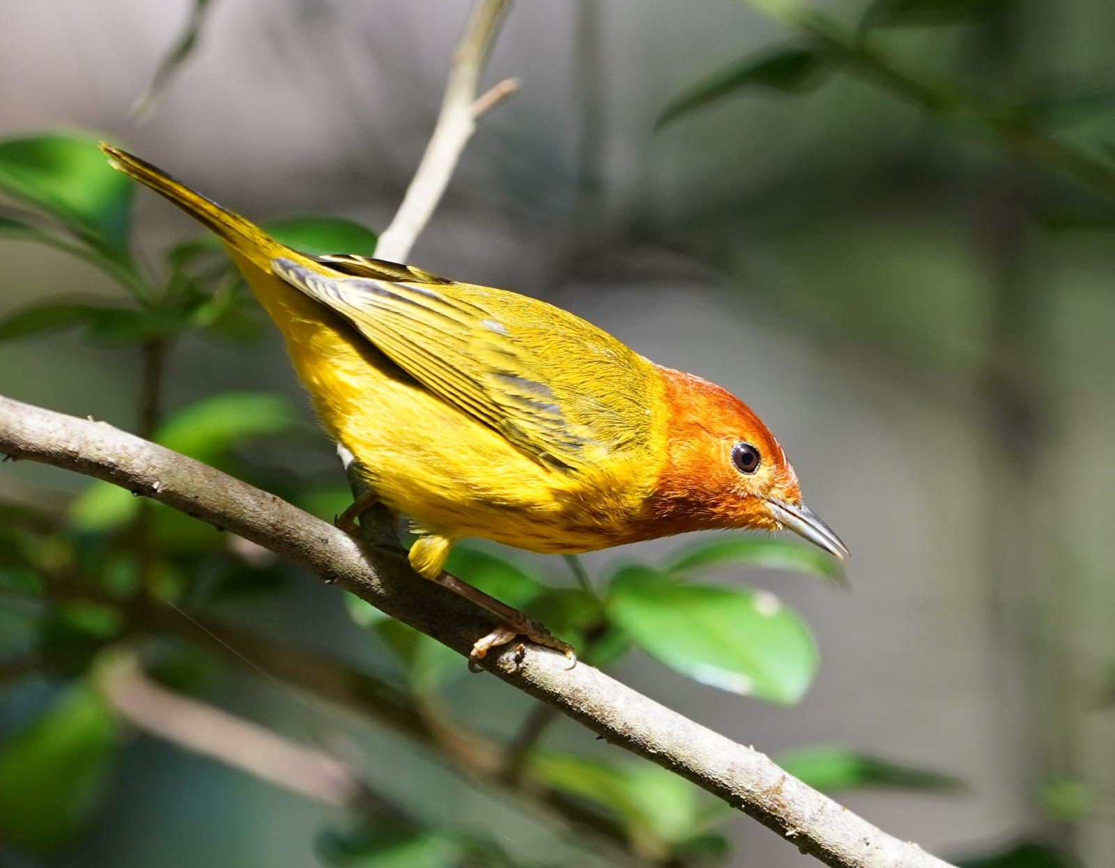 Golden Warbler - Setophaga petechia ruficapilla  (Liza Weissler) 