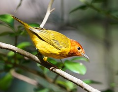 Thumbnail: Golden Warbler - Setophaga petechia ruficapilla  (Liza Weissler) 